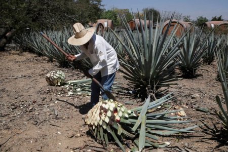 ¿El ocaso del tequila? La desaceleración de la demanda plantea un dilema para los productores de agave en México