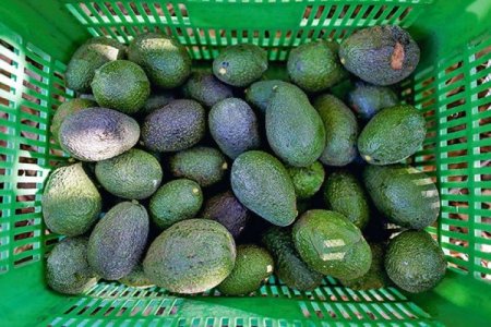 Perú: Exportadores de palta apuntan a consolidarse en EEUU enviando el 25% de su producción
