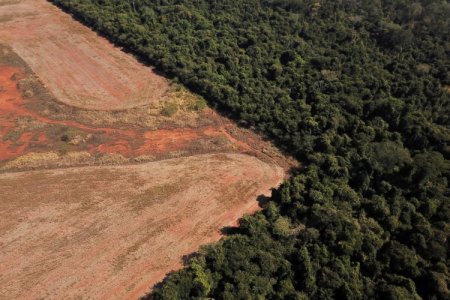 Duro golpe para Lula: aumenta la deforestación en vulnerable región del Cerrado de Brasil
