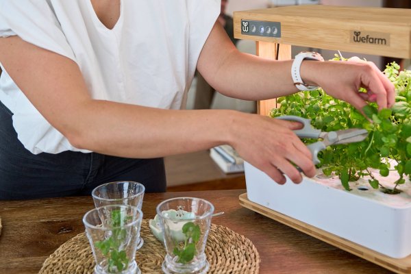 Startup WeFarm lanzará sus huertos hidropónicos inteligentes a escala industrial el segundo semestre