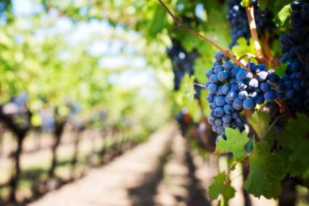 Unifrutti, de capitales árabes, compra la chilena Verfrut y llega también a Perú