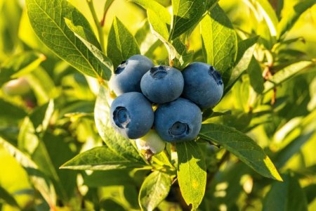 Exportación de arándanos en Perú cayó 24% en 2023: ¿qué hay detrás del descenso y a quienes beneficia?