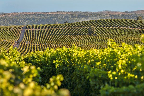 Cambios en Concha y Toro: rediseñan estructura gerencial a cargo de sus principales mercados de exportación
