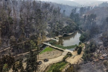 Chile: los árboles que sobrevivieron a Hiroshima y ahora también al fuego en Viña del Mar