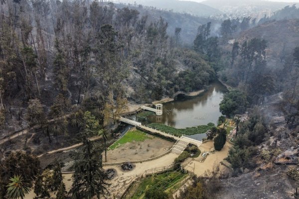 Los árboles que sobrevivieron a Hiroshima y ahora también al fuego en Viña del Mar