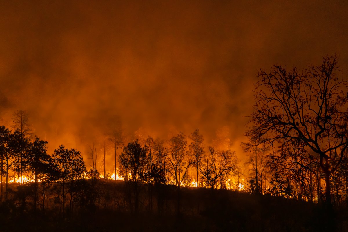 <p>Incendios forestales 2022-2023: Fiscalía ha ingresado casi 10 mil causas a tribunales y condenados suman 203</p>