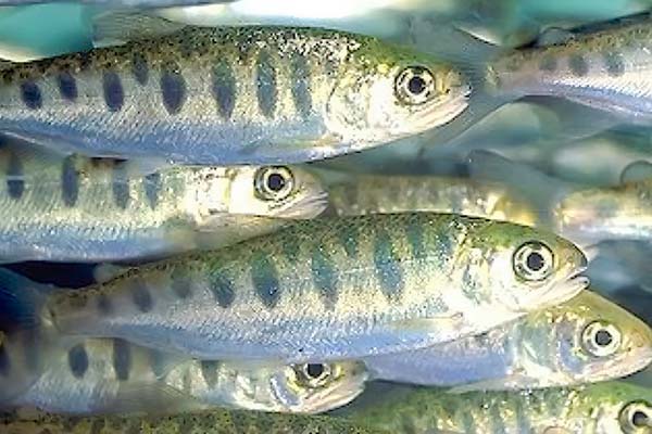 <p>La batalla entre Nova Austral y AquaChile por compraventa de salmones jóvenes</p>