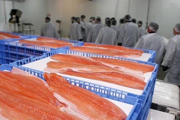 <p>Incendio en Punta Arenas destruye planta de procesamiento de salmones compartida por Blumar y Multiexport</p>