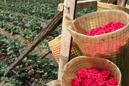 Flores en San Valentín: Aerosan exportó 30 mil toneladas desde Colombia y Ecuador