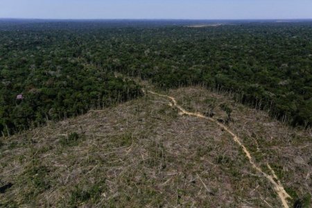 Forestal Arauco entre los 10 mayores dueños de tierras en Argentina