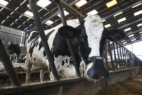 ¿Un cambio simple para reducir el impacto climático? Estudio sugiere elegir platos sin carne de res