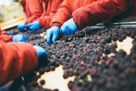 Crisis por escasez de mano de obra amenaza a la industria frutícola en Argentina