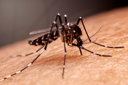 Se agrava crisis por dengue: Perú se suma a Brasil y declara emergencia sanitaria en mayoría de regiones