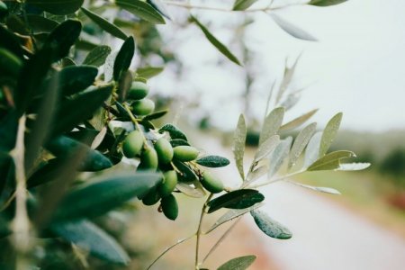 Agroperú Sur detiene envíos de olivo a Chile y prioriza mercado local por caída de producción