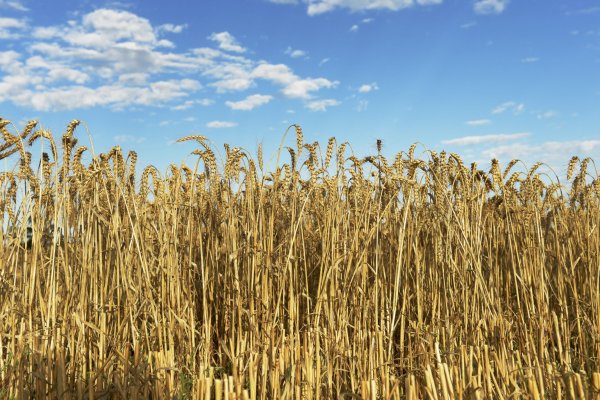 <p>SNA pasa a la acción y plantea medidas para ayudar a los productores de trigo</p>