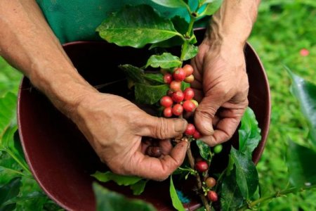 Cafeteros colombianos llaman a paro nacional en abril ante la tendencia a la baja de precios del grano
