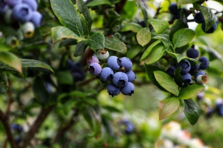 Perú aprueba ingreso de unas 200 mil plantas de arándano desde Chile