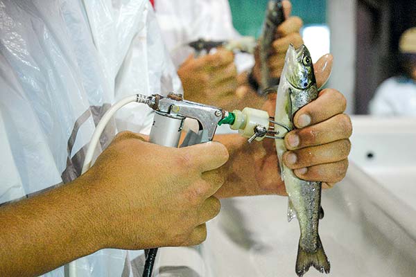 Salmoneras firman convenio con el Gobierno para avanzar en nuevas vacunas y reducir el uso de antibióticos