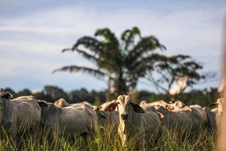 China da luz verde a brasileña Minerva Foods para exportar carne bovina desde Colombia