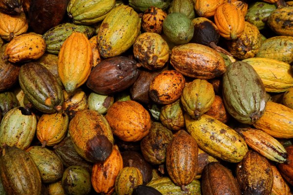 La crisis del cacao se agrava y Ghana va a perder el acceso a un préstamo bancario