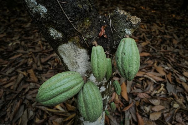 Costa de Marfil aumentará en 50% su precio oficial del cacao tras histórico ascenso en los precios del commodity