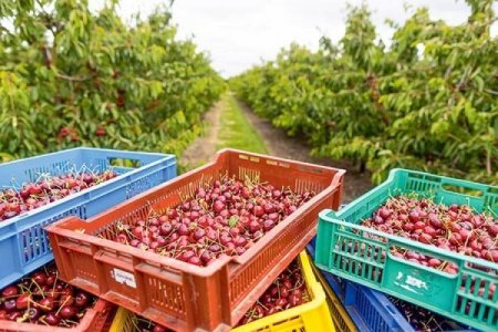 Las cerezas chilenas consolidan su liderazgo: ya representan más del 50% de las exportaciones mundiales