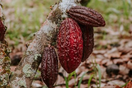 Precio del cacao rompe récords y condiciones climáticas en Perú favorecerán su cultivo