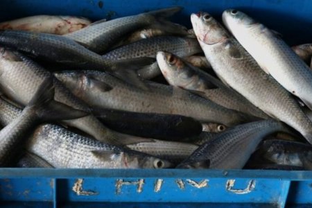Inicia pesca de anchoveta en Perú: pronostican una mejor temporada luego de la peor caída en nueve años durante 2023