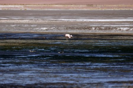 Rio Tinto, Eramet y LG Energy buscan desarrollar tecnología de extracción de litio en Chile