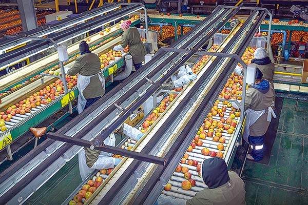 Exportadora de fruta de capitales chilenos y de EEUU logra su reorganización con pasivos por $ 33 mil millones