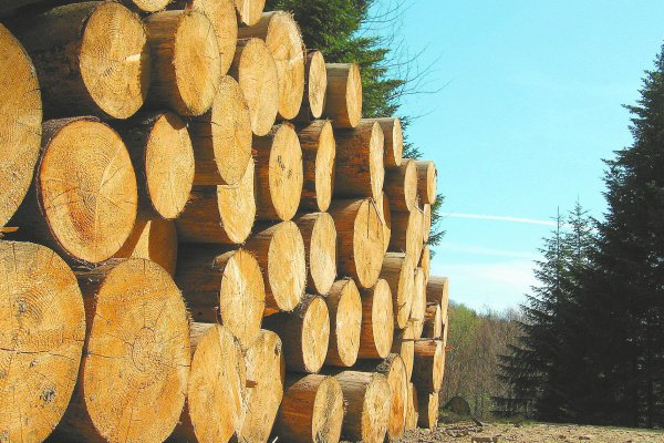Pequeños forestales tras anuncio de CMPC: “Chile ya no es competitivo para invertir en el sector”
