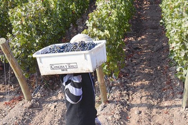 <p>Concha y Toro apuesta por reducir sus niveles de deuda este año</p>