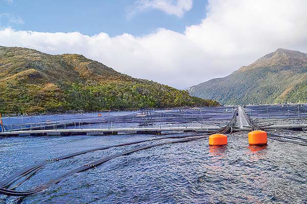 Tribunal acoge impugnaciones a la reorganización de Nova Austral y ordena la liquidación de la salmonera
