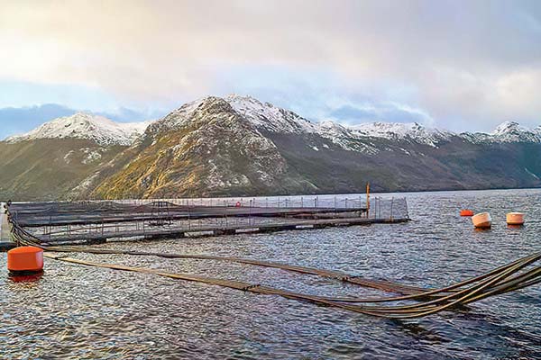 <p>Sindicatos de Nova Austral contra posible liquidación de la salmonera: “Estamos devastados y consternados”</p>
