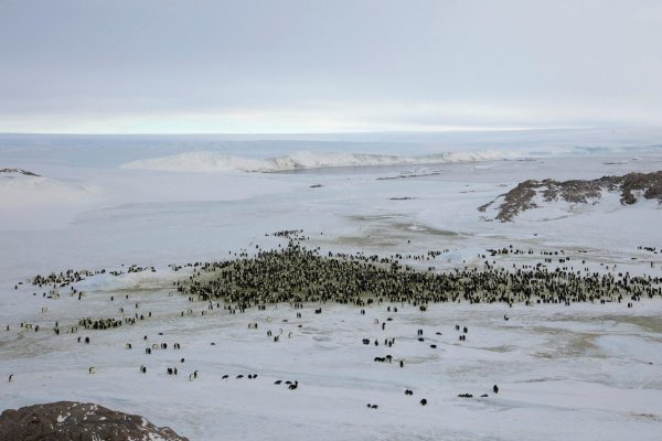 Boric defiende carácter científico de la Antártica: "Nos opondremos firmemente a cualquier explotación comercial de minerales e hidrocarburos"