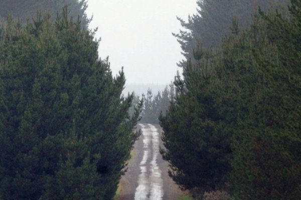 Tras plantar millones de árboles, crecen las críticas al plan de Nueva Zelanda para detener el calentamiento global
