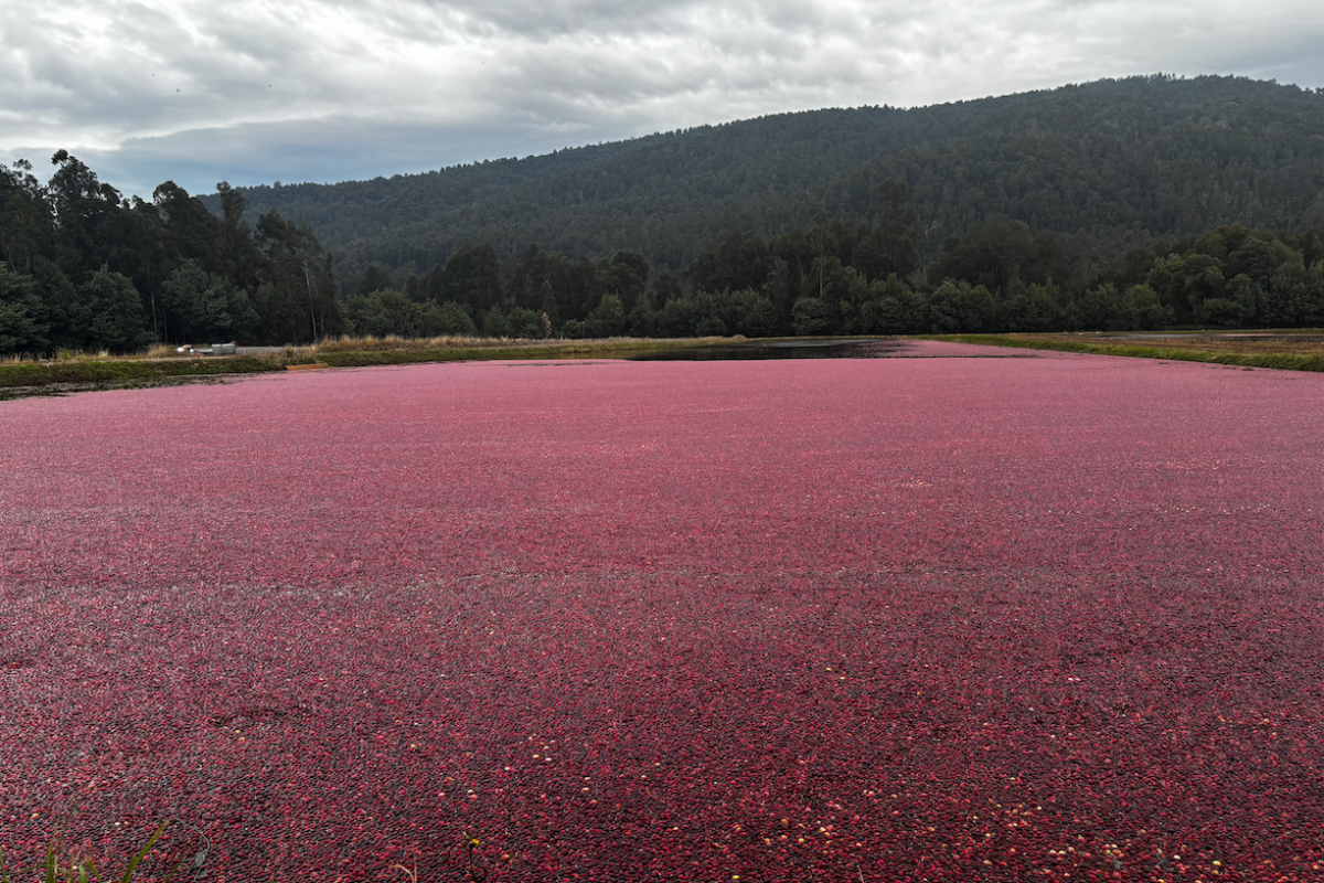 <p>Única firma que produce cranberry en Chile expande operaciones y se diversifica hacia las frambuesas</p>