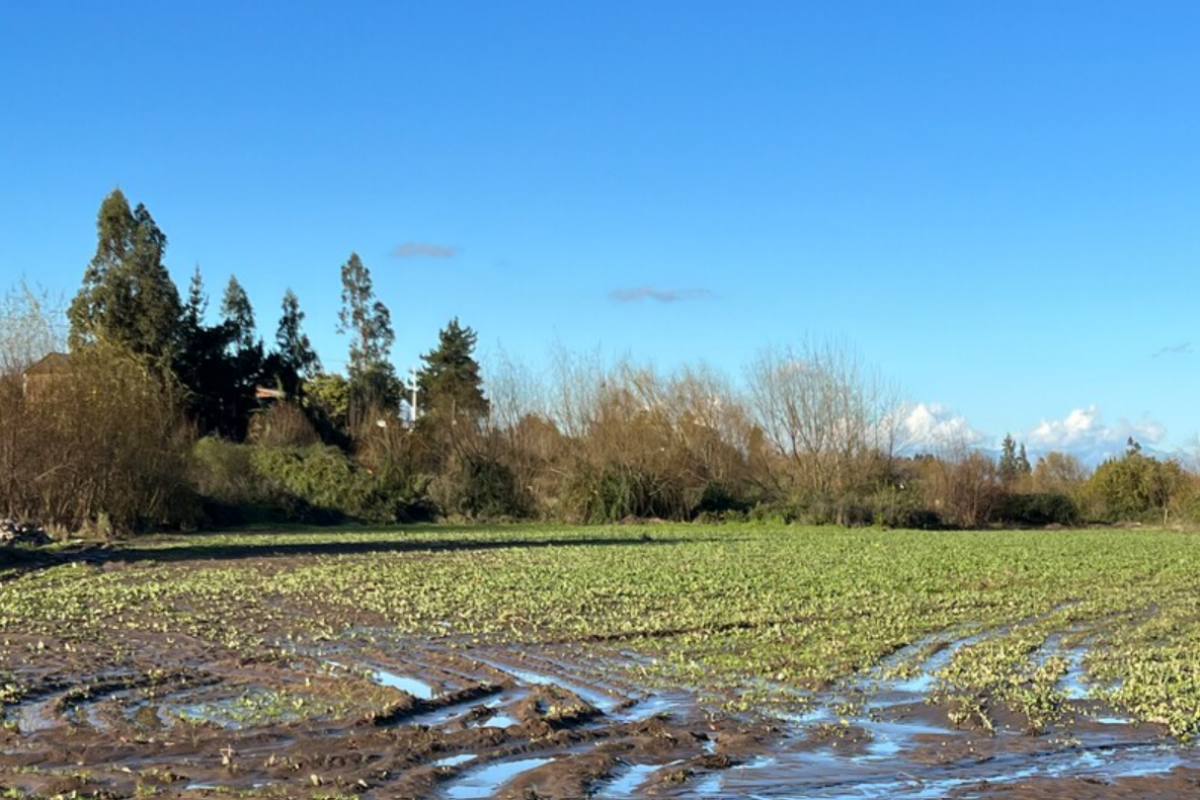 <p>Demanda por terrenos agrícolas crece en O’ Higgins y Maule con foco en agroresidencial y desarrollos productivos</p>