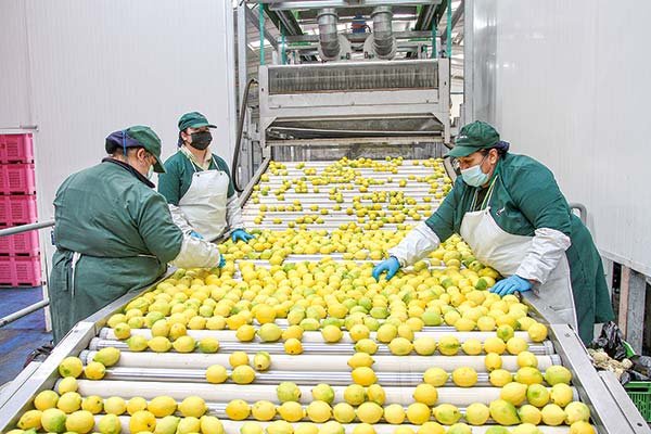 <p>La Canasta Básica de Alimentos redujo su valor en mayo gracias a la caída del limón</p>