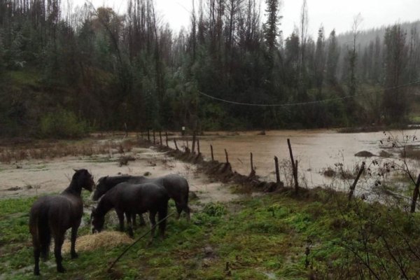 Ministerio de Agricultura declara Emergencia Agrícola en la región del Biobío tras sistema frontal