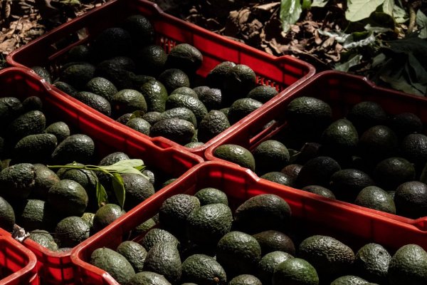 <p>EEUU suspende importaciones de palta desde México debido a riesgos para la seguridad de sus inspectores agrícolas</p>