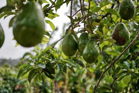 Alivio para el aguacate: México retomará exportación a EEUU tras pactar modelo de seguridad para inspectores