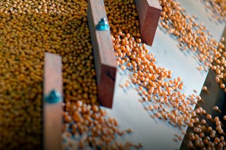 Ventas soya en Argentina caen 45% en junio "por mayor brecha entre el peso oficial e informal"