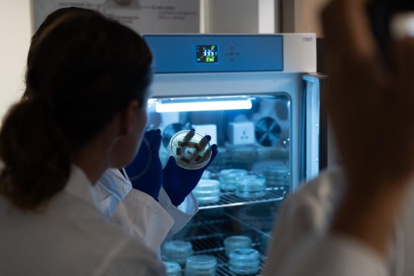 Bioelements, Chattigo, Sigdo Koppers y GPR: las cuatro chilenas de más rápido crecimiento, según ranking de FT
