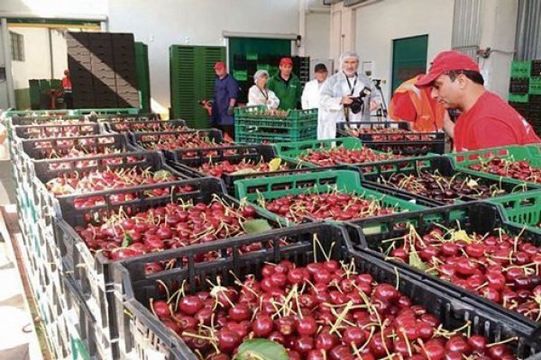 <p>Las ciruelas y los arándanos se suben al carro de exportaciones récord que lideran las cerezas</p>