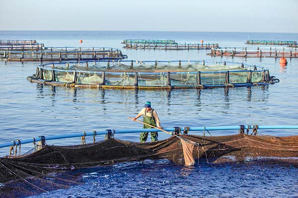 SMA incorpora tecnología para perfeccionar fiscalización a salmoneras por posicionamiento de sus centros de cultivo