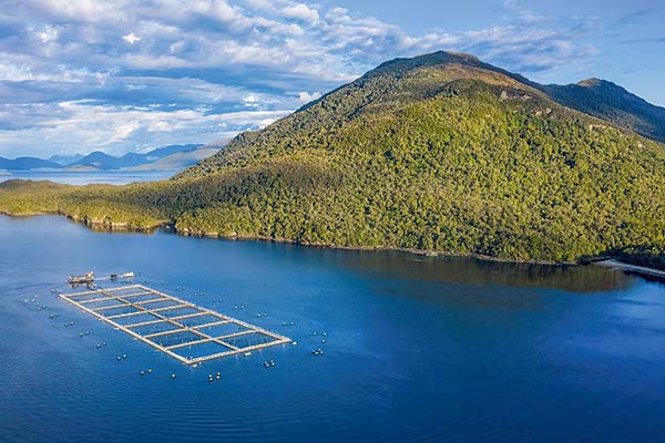 <p>Gerente general de salmonera Multi X arremete contra Greenpeace y pide transparentar financiamiento de ONGs ambientalistas</p>