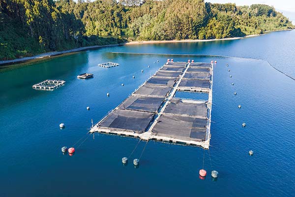 Salmones Camanchaca revierte pérdidas y sus ingresos crecen 49%