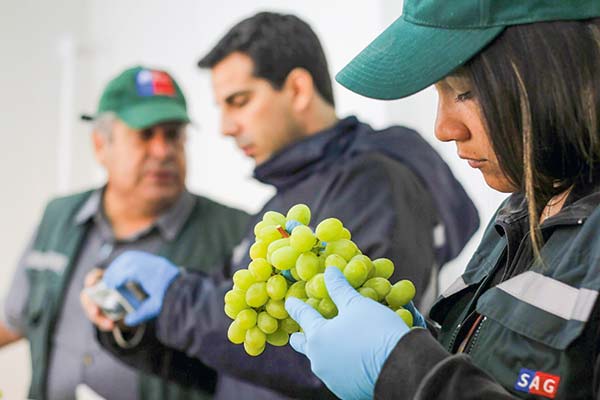 <p>México aprueba ampliar plan piloto de systems approach para la exportación de uva de mesa local</p>