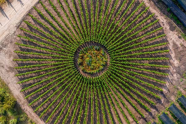 Las innovaciones de la industria del vino para adaptarse al cambio climático